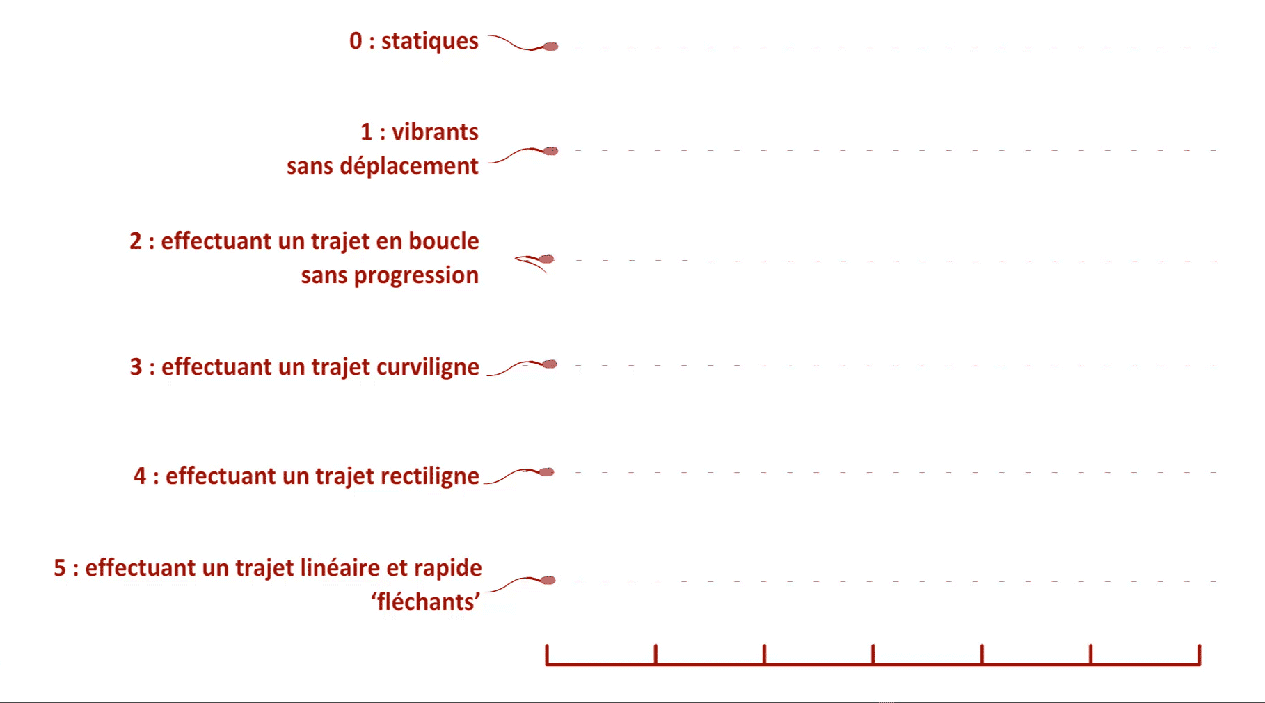 0 : statiques - 1 : vibrants sans déplacement - 2 : effectuant un trajet en boucle sans progression - 3 : effectuant un trajet curviligne - 4 : effectuant un trajet rectiligne - 5 : effectuant un trajet linéaire et rapide ‘fléchants’
