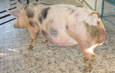 Abdomen distendu (ascite)
